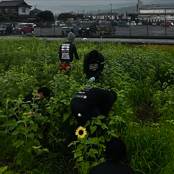 若手農家ひまわり畑様での活動の様子